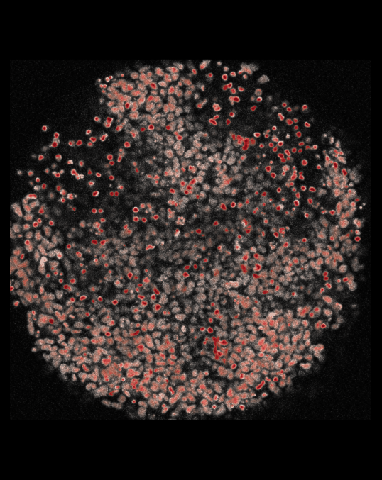 Schéma de plumes d'oiseaux