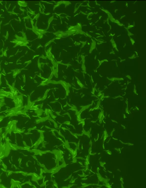 Schéma de plumes d'oiseaux