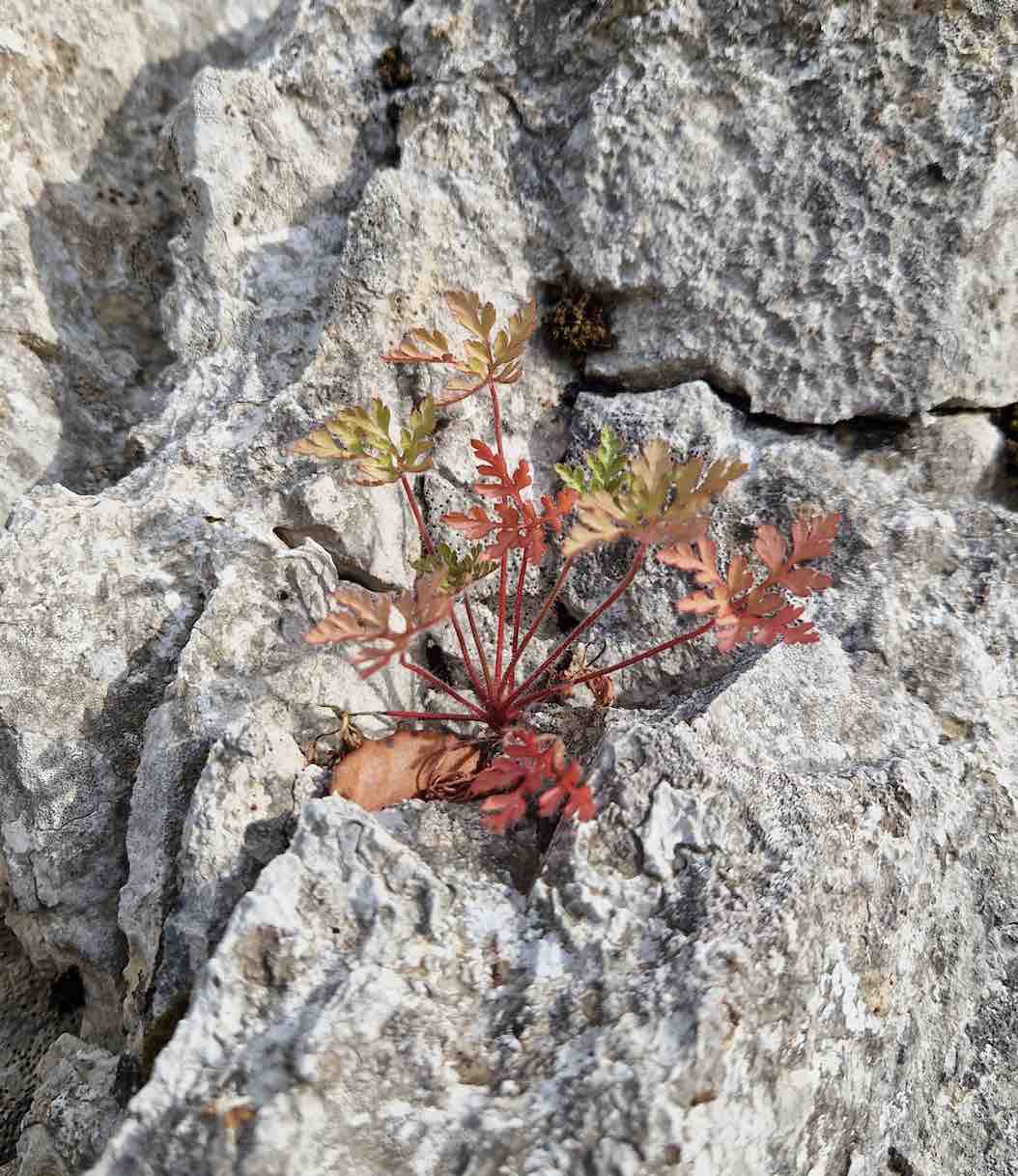 Rock flower