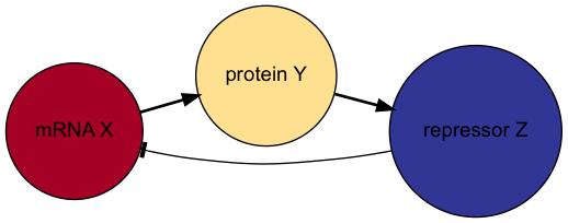 Diagram of the Goodwin network. Arrow heads denote positive effect and “tee” heads denote negative effects.