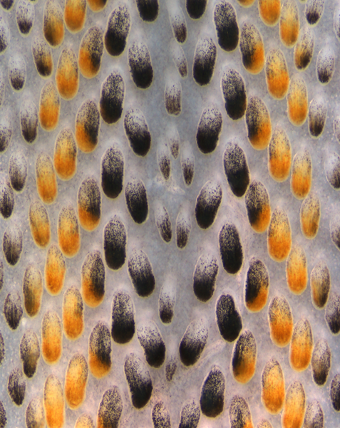 Schéma de plumes d'oiseaux